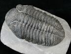 Drotops Trilobite With Perfect Eyes #16073-4